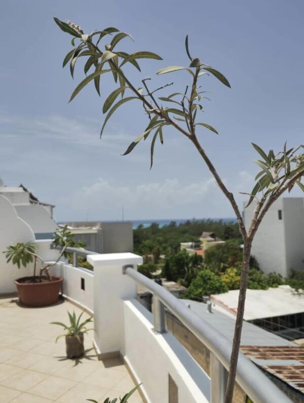 Large 2-bedroom - Image 7